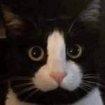 Một tay hai vú Mồm bú lồn em Profile Picture