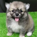 Gió Gió Profile Picture