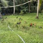 trí lê Profile Picture