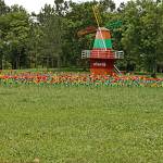 TorungII Pham Profile Picture