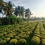 Châu Dương Profile Picture