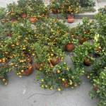 vũ nguyễn Profile Picture