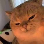 phuuu tra Profile Picture