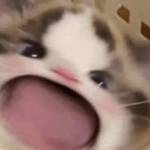 minh trần Profile Picture