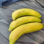 Ủng Đầu lol Profile Picture