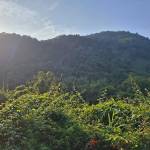 Longcaca Profile Picture