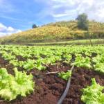 Huy Ti Profile Picture