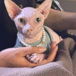 Nhan Le Profile Picture