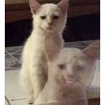 Dumman Profile Picture