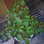 Van thang Tran Profile Picture