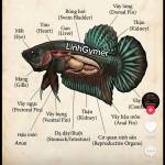 Gia Do Profile Picture