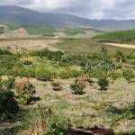 Tuấn Nguyễn Profile Picture