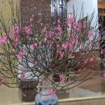 Hiền Nguyễn Profile Picture