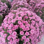 Thiện Trần Profile Picture