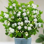 Son Nguyen Profile Picture