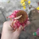 TRINH NGUYEN Profile Picture