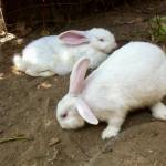 Thichchoigai Mechim Profile Picture