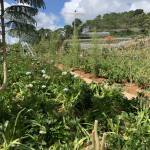 Tom Nguyen Profile Picture