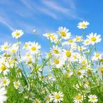 Tran Thi phuong Profile Picture