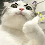 Think Nguyen Profile Picture