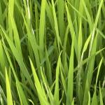 Ut Le Profile Picture