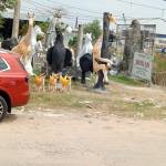 Khang Vo Profile Picture