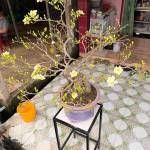 Hao Nguyễn Profile Picture