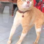 Tomcrazy Profile Picture