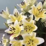 Hung Nguyễn Profile Picture