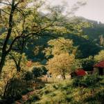 Daicaca Dai Profile Picture