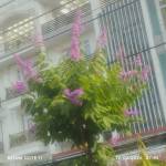 Hao Nguyen Profile Picture