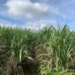 Y Duy Niê Profile Picture