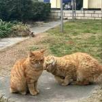 Sơn Lý hồng Profile Picture