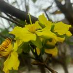 Phước Huy Nguyễn Profile Picture