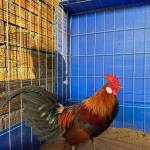 Vũ Phạm Profile Picture