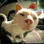 Hí Ca Profile Picture