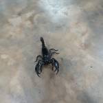 Long A Profile Picture