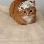 Tùng Lê Profile Picture