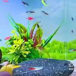 Quyền Nguyễn Profile Picture