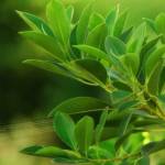 Khanh Hoa Profile Picture