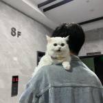 Thiện Lâm Profile Picture