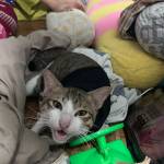 honganh1239 Profile Picture