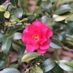 MauXanhHyVong Profile Picture