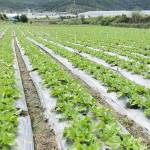 Quan Nguyen Profile Picture