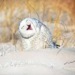 Kaitou Kid Profile Picture