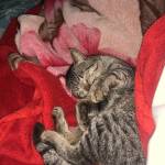 Chi Hà Profile Picture