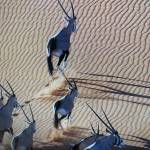 Lam Thon Profile Picture