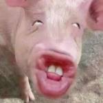 chuột phạm Profile Picture