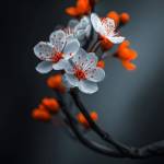 Khoa Nguyên Profile Picture