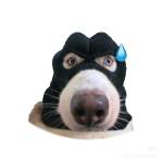 Nguyen Profile Picture